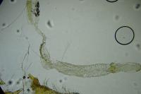Coleophora oriolella