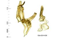 Megacraspedus lanceolellus