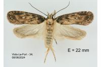 Depressaria radiosquamella