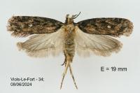 Depressaria radiosquamella