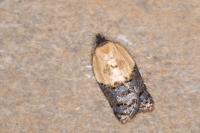 Acleris variegana