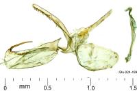 Phyllonorycter acerifoliella
