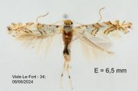 Phyllonorycter acerifoliella