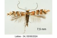 Phyllonorycter scabiosella