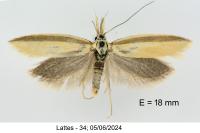 Pleurota proteella