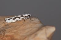 Ethmia pusiella/candidella