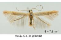 Coleophora badiipennella