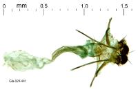 Tischeria