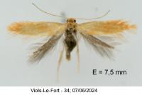 Tischeria