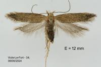 Scrobipalpa acuminatella