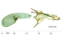 Scrobipalpa acuminatella