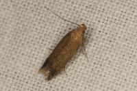 Scrobipalpa acuminatella