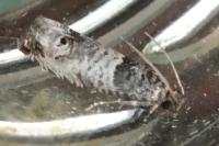 Notocelia incarnatana