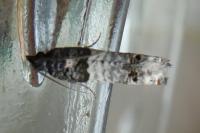 Notocelia incarnatana
