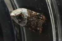Acleris variegana