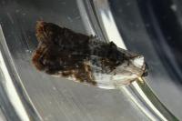 Acleris variegana
