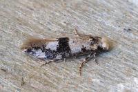 Infurcitinea atrifasciella