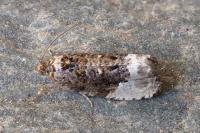 Hedya nubiferana
