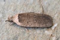 Agonopterix
