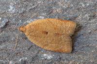 Clepsis consimilana