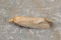 Cochylimorpha meridiana