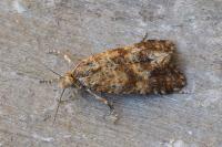 Aethes margarotana