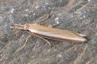 Pleurota aristella