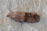 Celypha striana