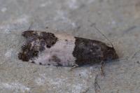 Spilonota ocellana
