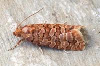 Lozotaeniodes formosana