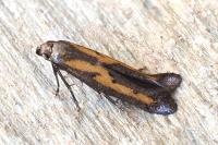 Ochromolopis ictella