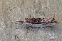 Ypsolopha scabrella