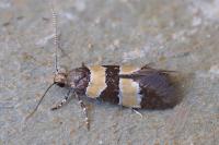 Goidanichiana jourdheuillella