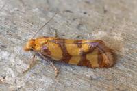 Aethes rutilana