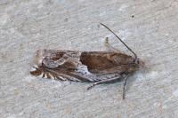 Ancylis comptana