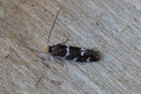 Eudarcia