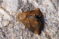 Apoda limacodes