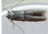 Blastobasis