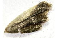 Epiblema cirsiana