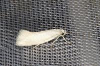 Elachista argentella