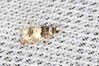 Epinotia thapsiana