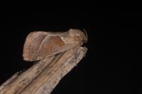 Triodia sylvina