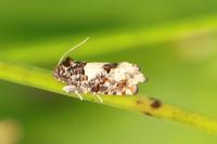Epiblema scutulana