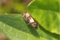 Epiblema scutulana
