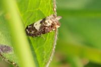Epiblema scutulana