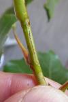 Phyllocnistis extrematrix