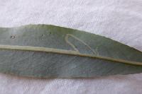 Phyllocnistis valentinensis