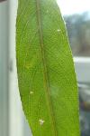 Phyllocnistis valentinensis