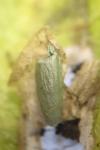Phyllonorycter schreberella