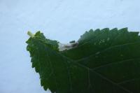 Phyllonorycter schreberella